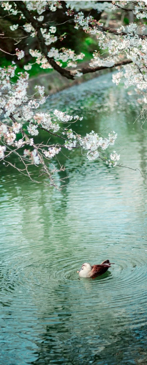 同じ予算で庭のある家へ